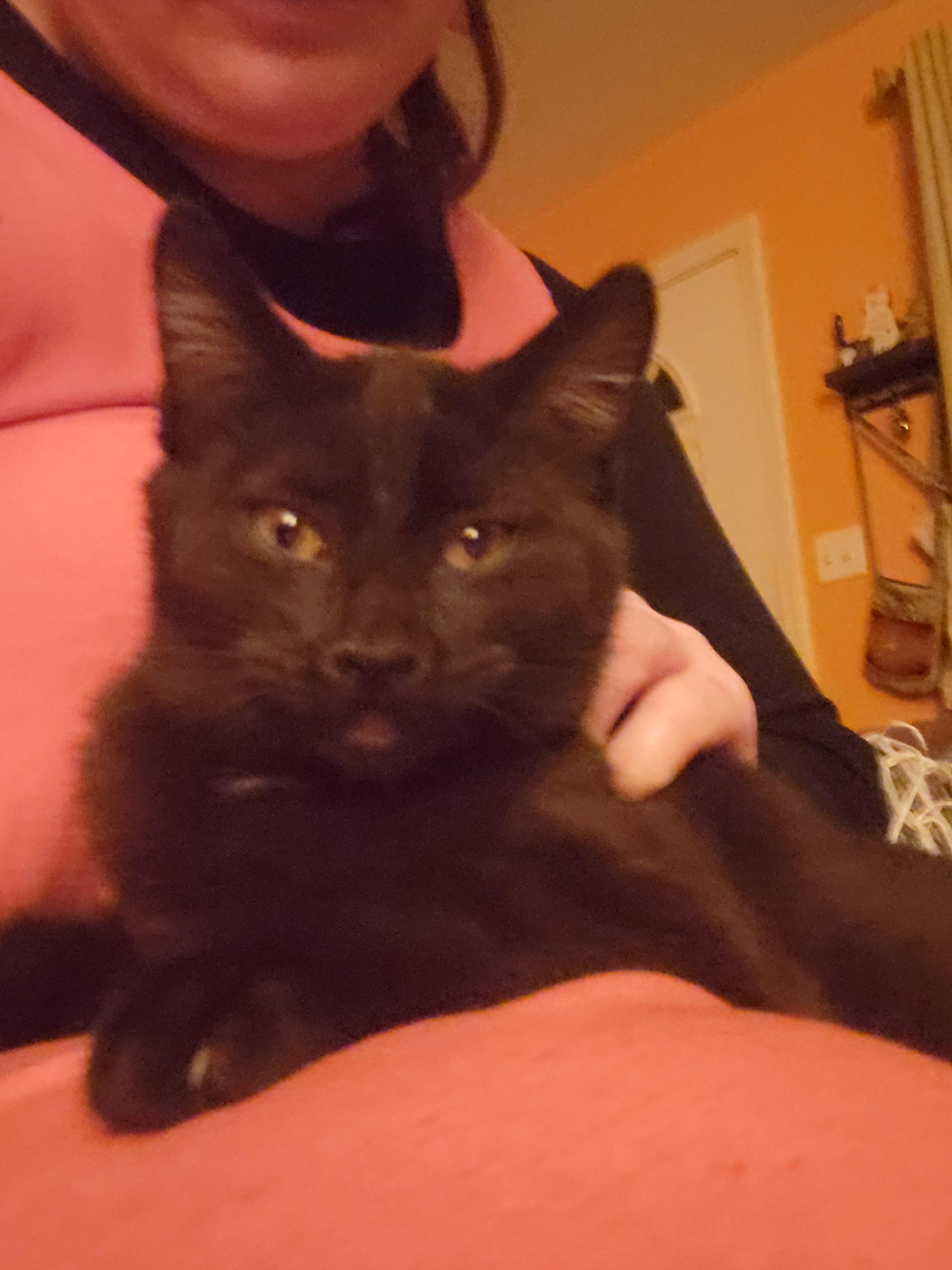 Enlarge Scully, an adopted Domestic Medium Hair in Lucerne, CA image 3/3