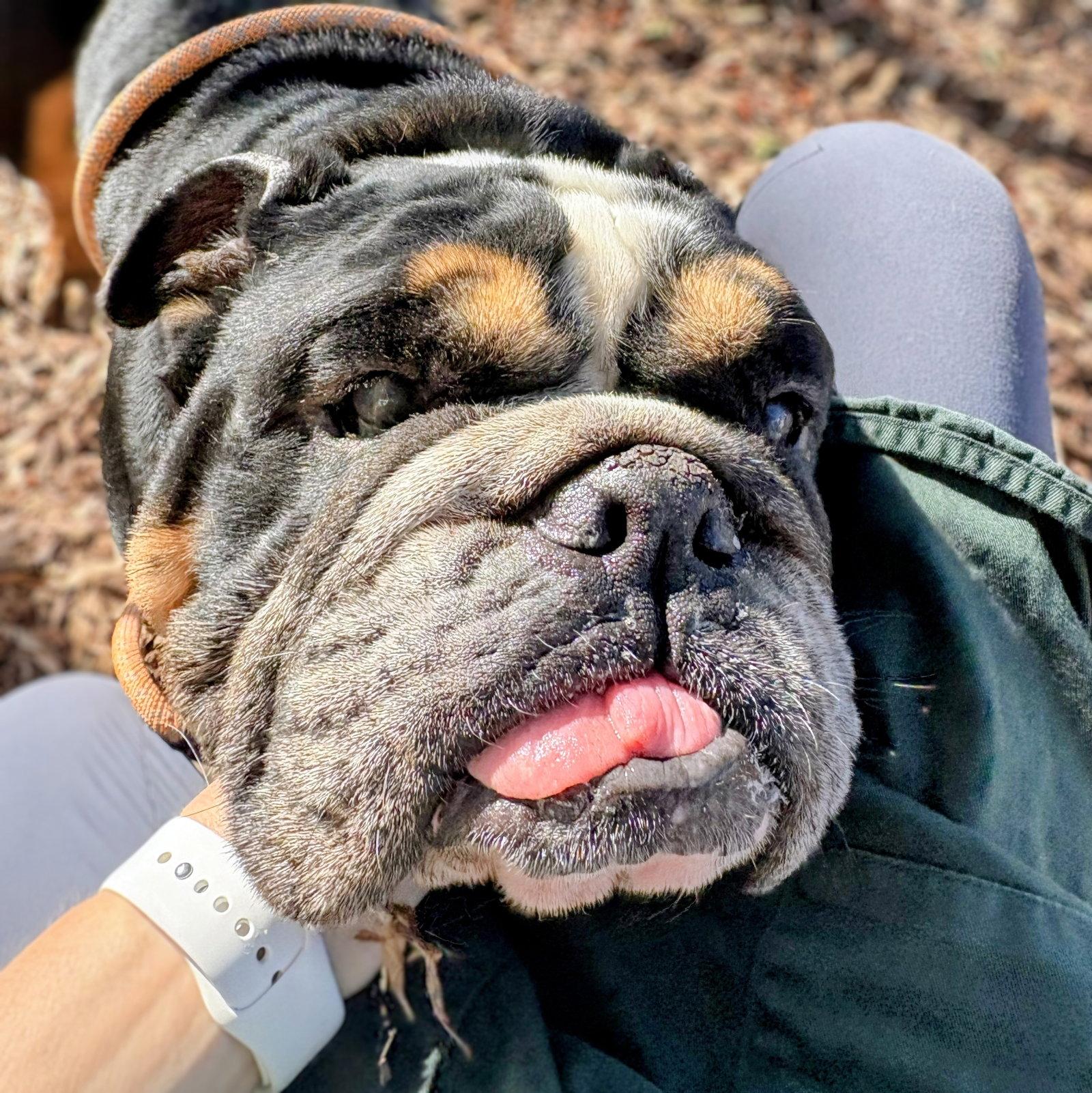Enlarge Bogart, a Adoptable English Bulldog in Oakland, CA image 1/3