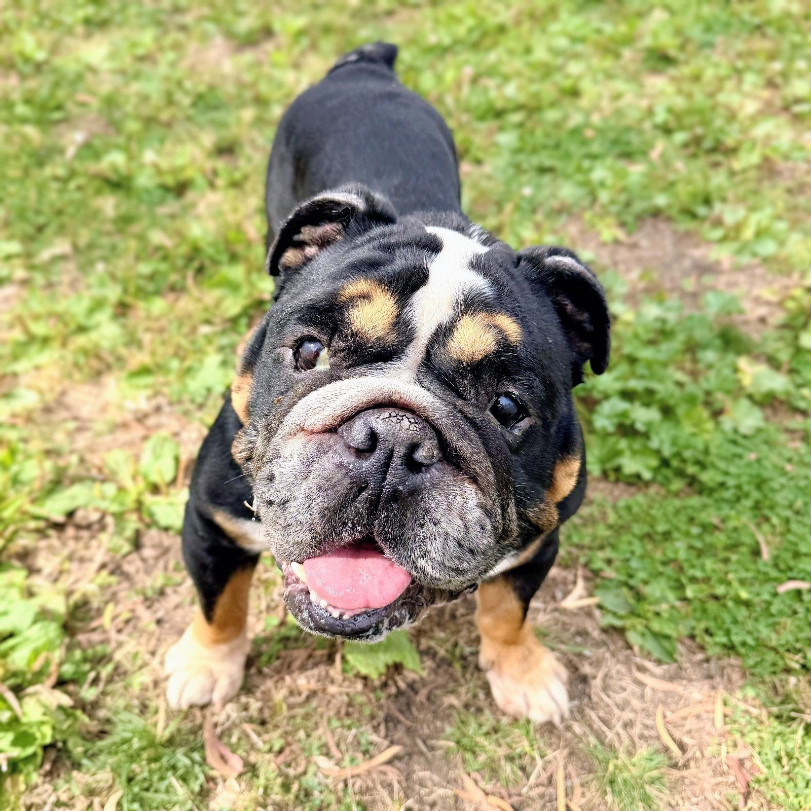 Enlarge Bogart, a Adoptable English Bulldog in Oakland, CA image 2/3