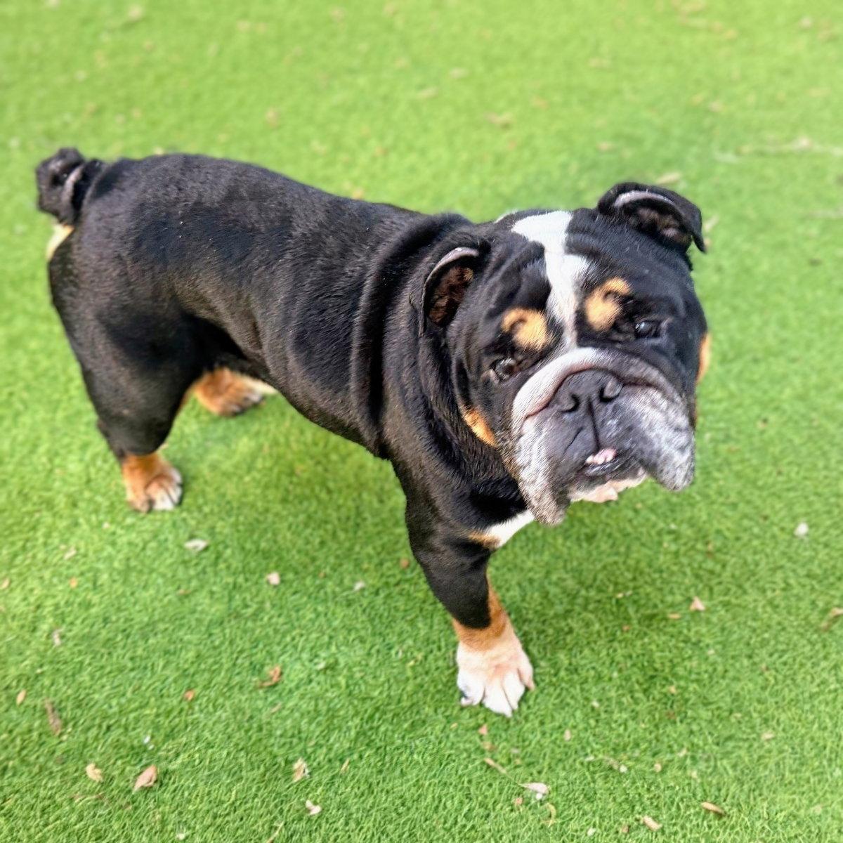 Enlarge Bogart, a Adoptable English Bulldog in Oakland, CA image 3/3
