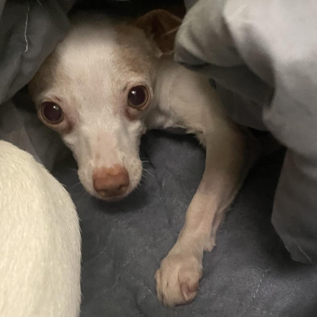 Thelma, Adoptable, Adult Female Chihuahua.