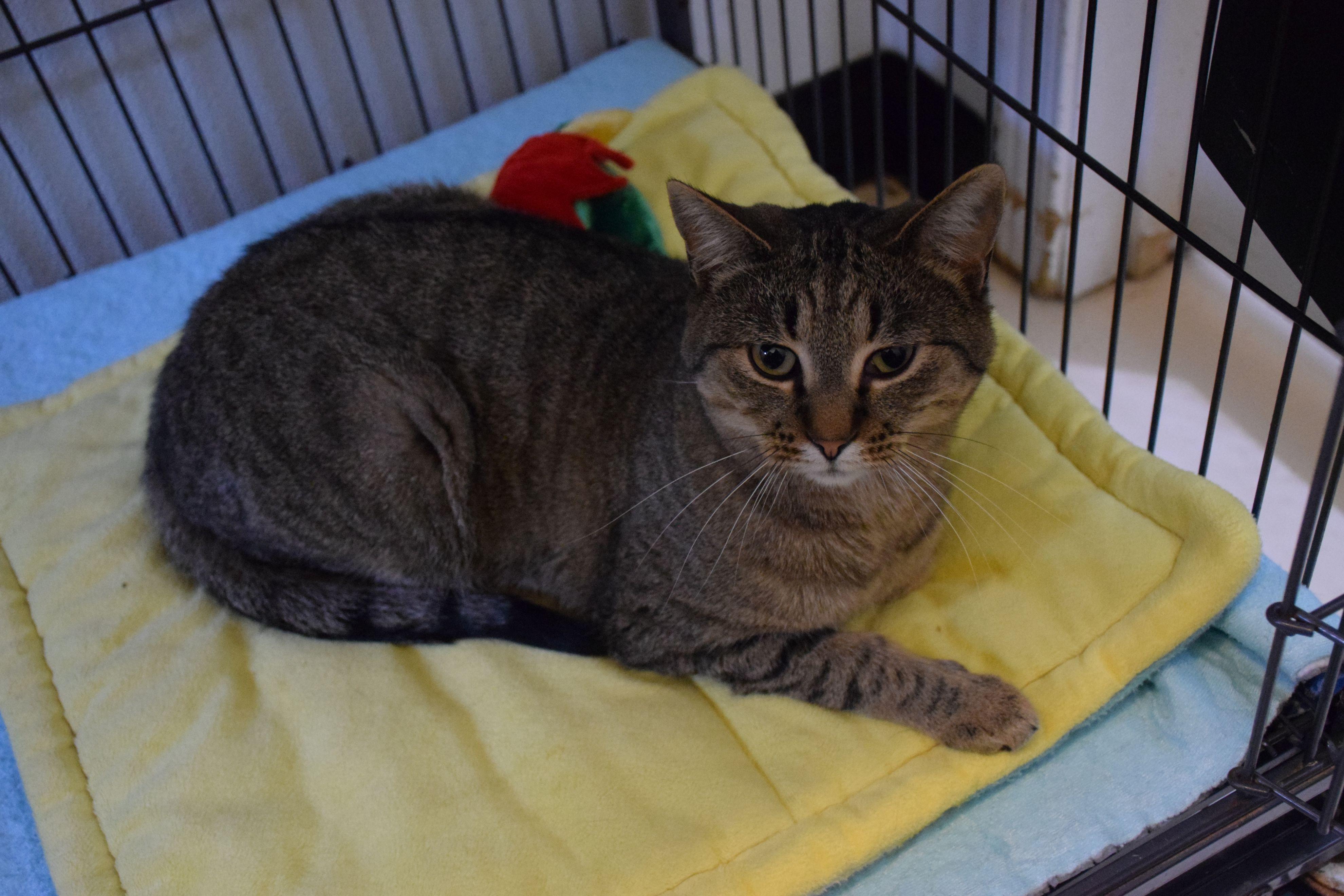 Enlarge Toro, a Adoptable Tabby in Claresholm, AB image 1/1