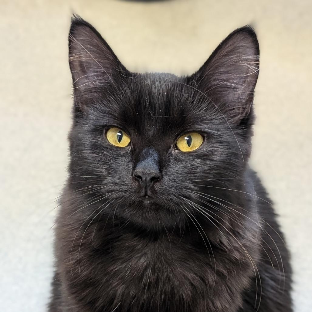 Escapade, Adoptable, Young Female Domestic Medium Hair.