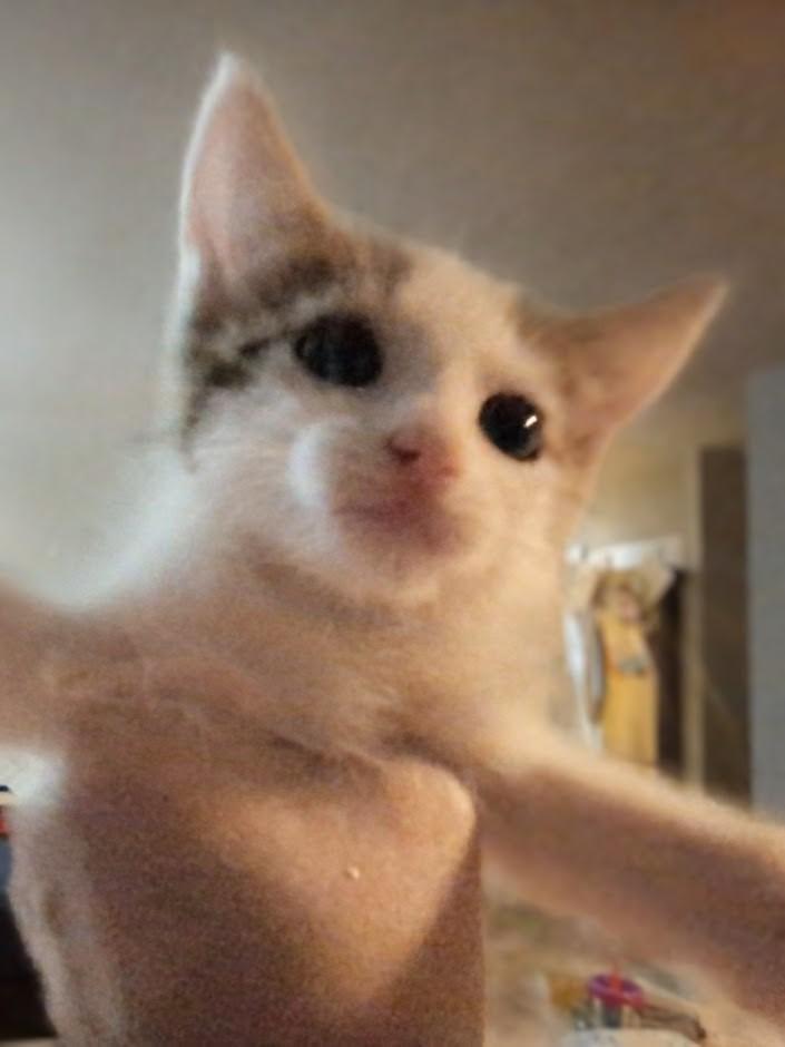 Enlarge Tippy, a Adopted mixed breed in Olathe, KS image 1/1