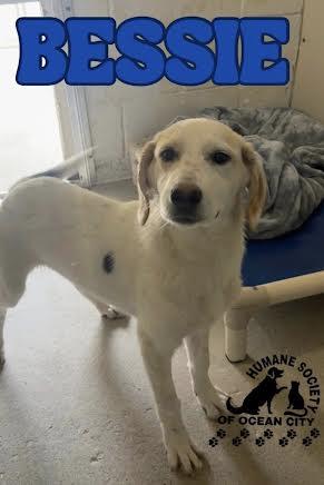 Bessie, Adopted, Young Female Labrador Retriever.