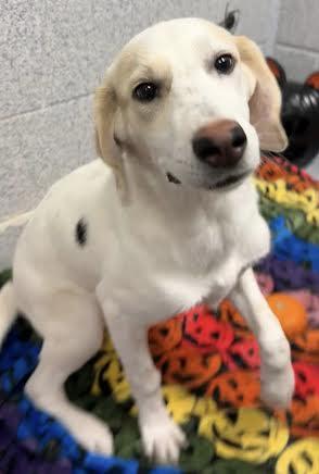 Bessie, a Adopted mixed breed in Ocean City, NJ image 2/2