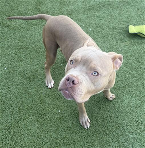 BENNY, Adoptable, Young Male Pit Bull Terrier.
