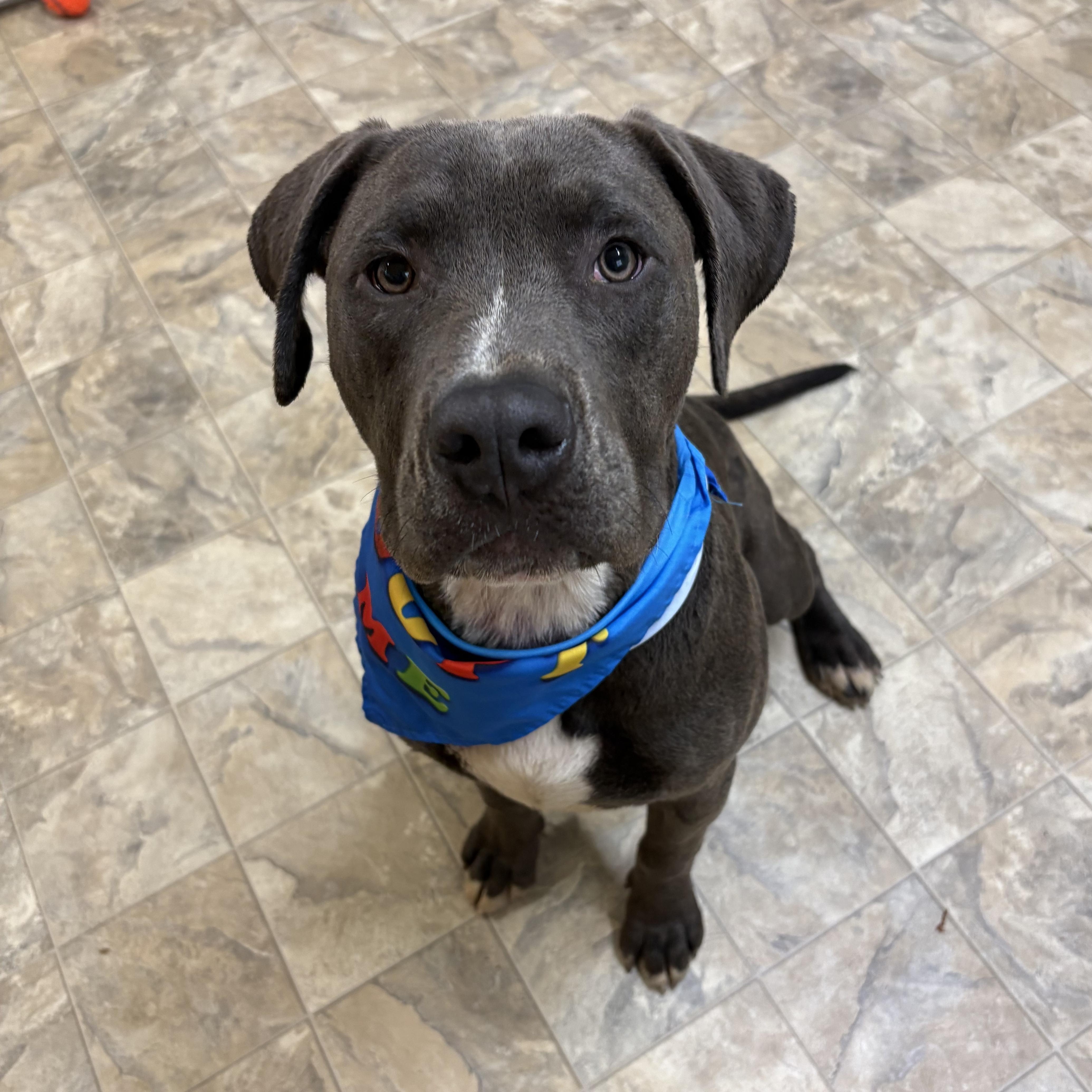 Atom, ADOPTABLE, Adult Male Terrier.