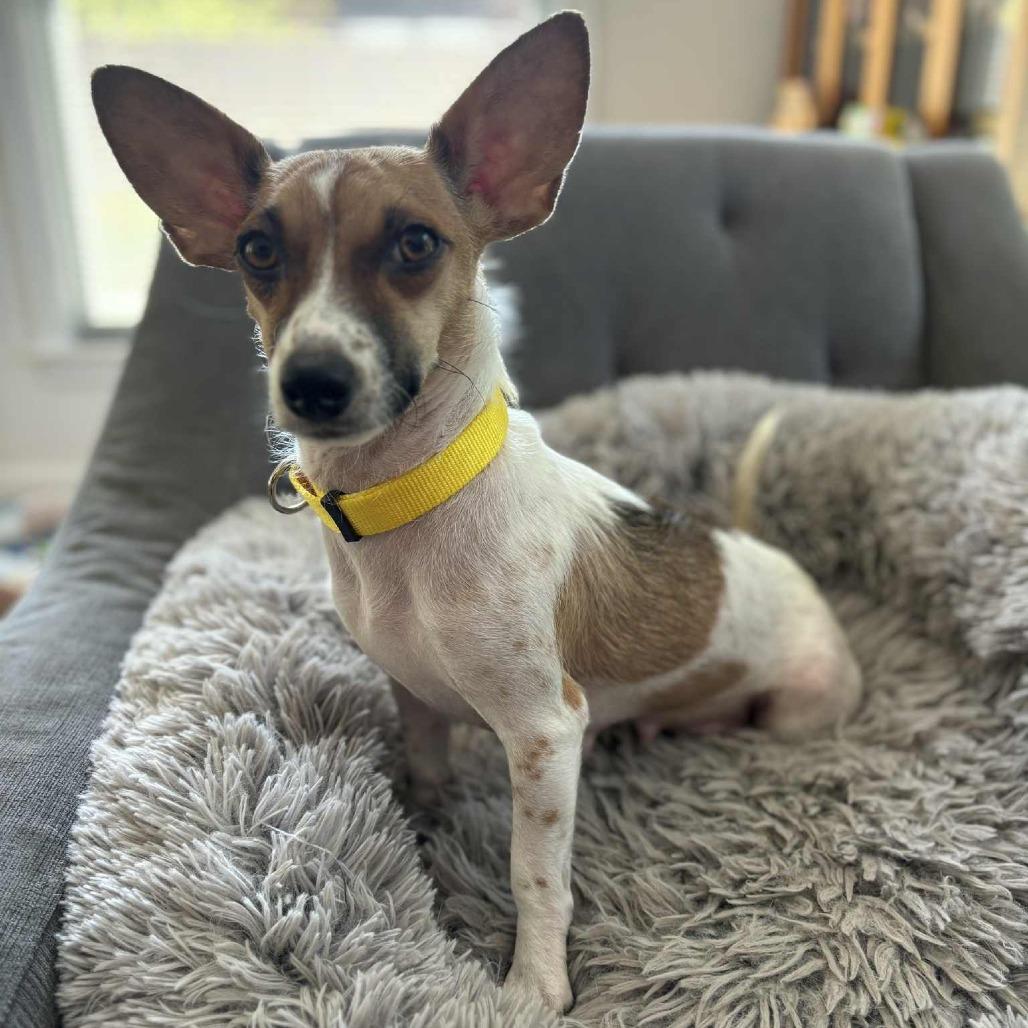 Birdie, a Adoptable Chihuahua in Boone, IA image 1/6