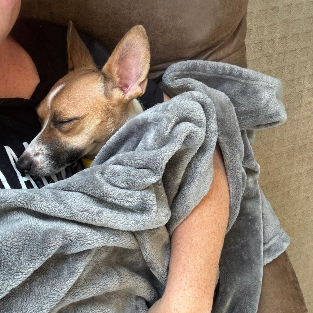 Birdie, a Adoptable Chihuahua in Boone, IA image 2/6