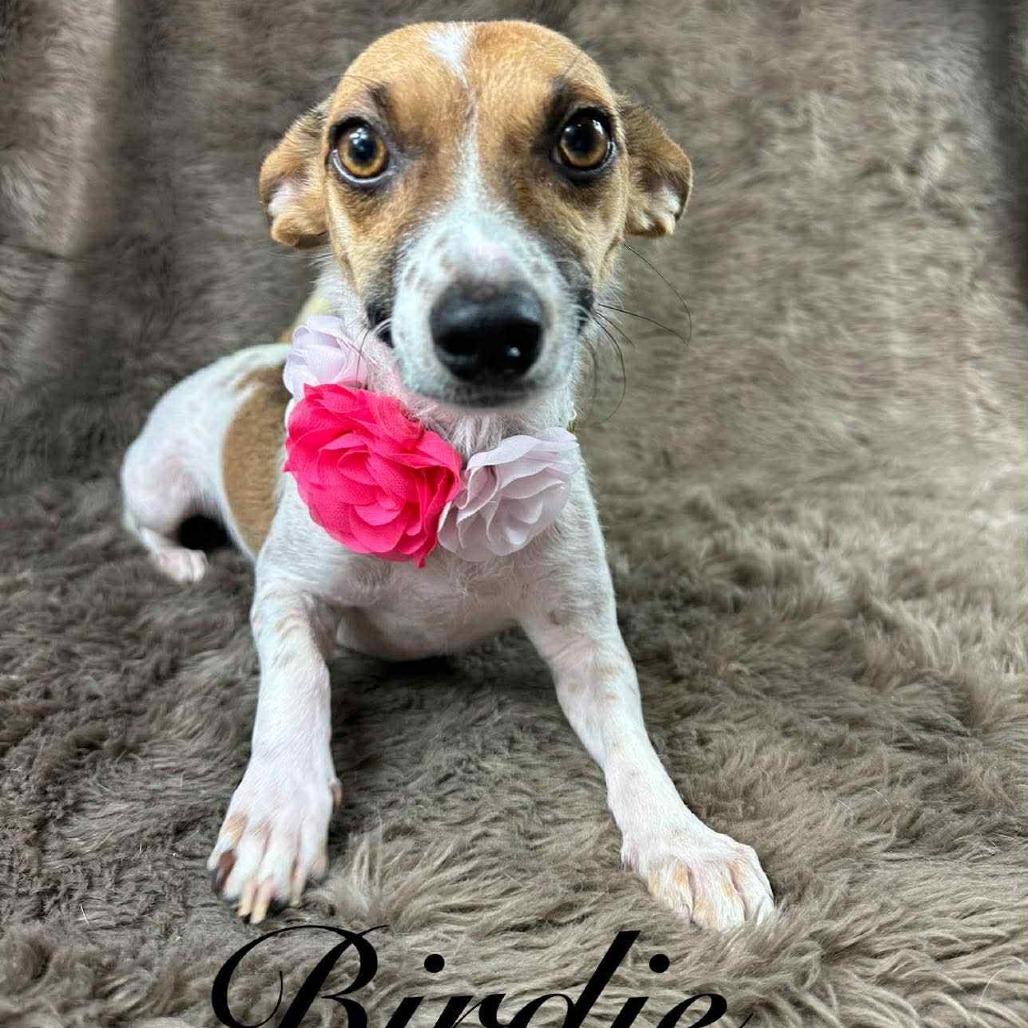 Birdie, a Adoptable Chihuahua in Boone, IA image 3/6