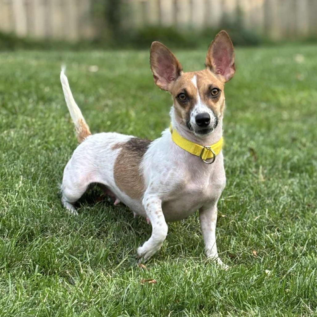 Birdie, a Adoptable Chihuahua in Boone, IA image 4/6