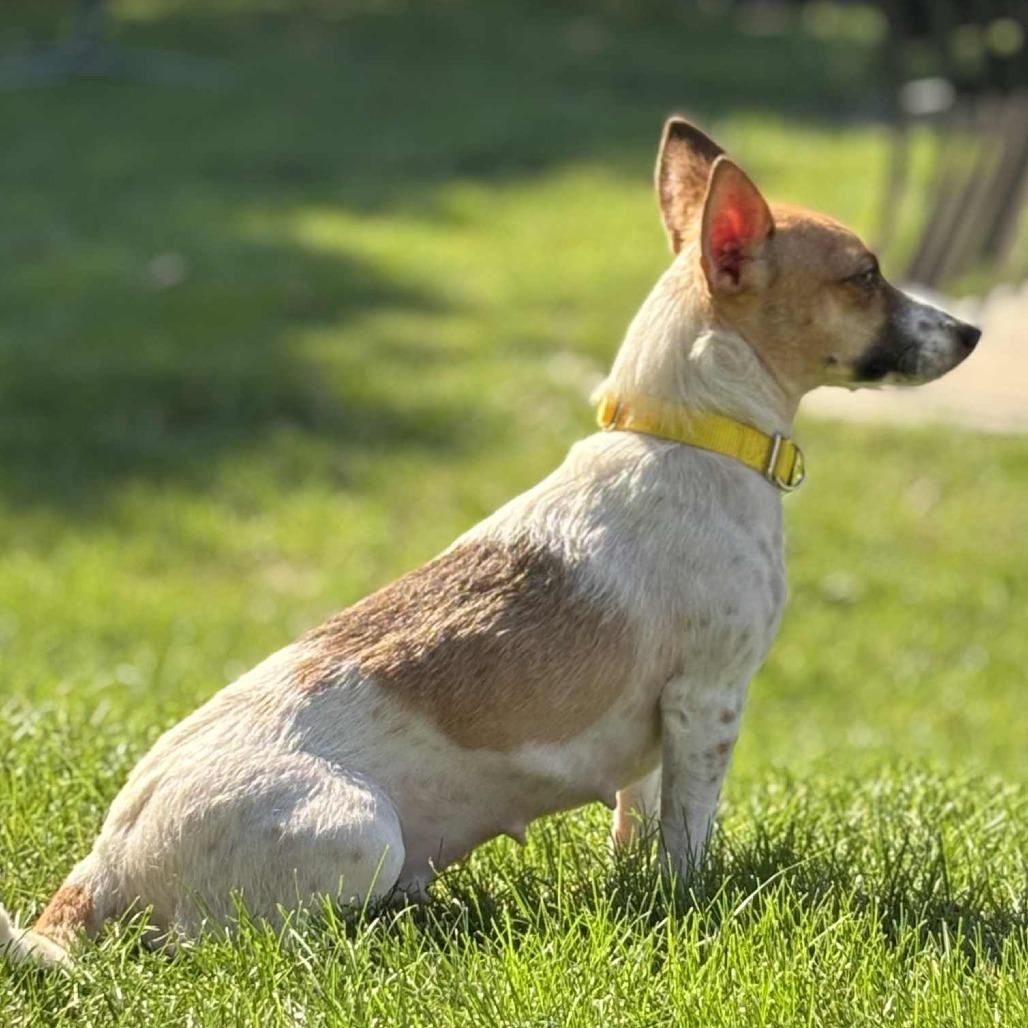 Birdie, a Adoptable Chihuahua in Boone, IA image 5/6