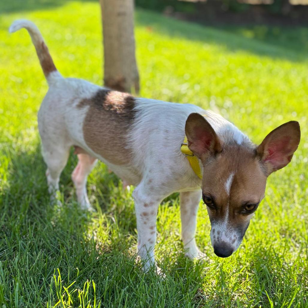 Birdie, a Adoptable Chihuahua in Boone, IA image 6/6