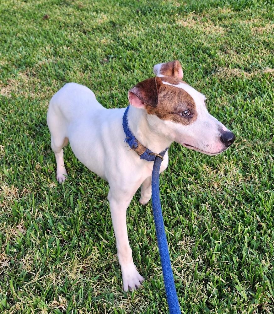 Enlarge Finn B., a Adoptable mixed breed in Pictou, NS image 1/6