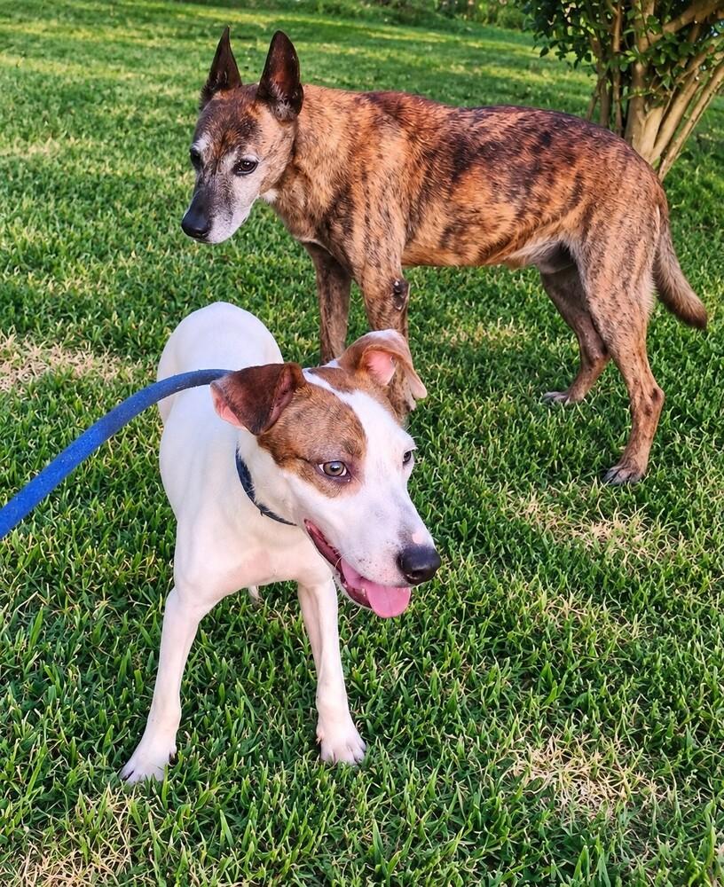 Enlarge Finn B., a Adoptable mixed breed in Pictou, NS image 2/6