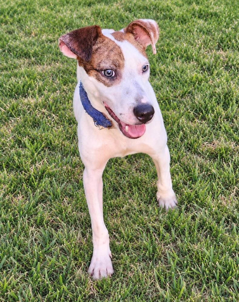 Enlarge Finn B., a Adoptable mixed breed in Pictou, NS image 3/6