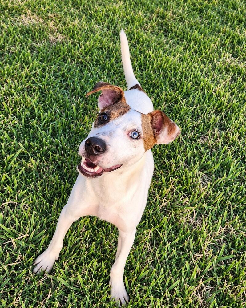 Enlarge Finn B., a Adoptable mixed breed in Pictou, NS image 4/6