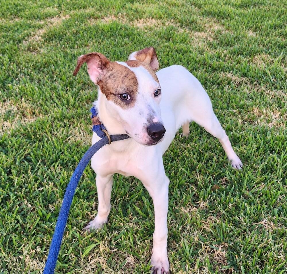 Enlarge Finn B., a Adoptable mixed breed in Pictou, NS image 6/6