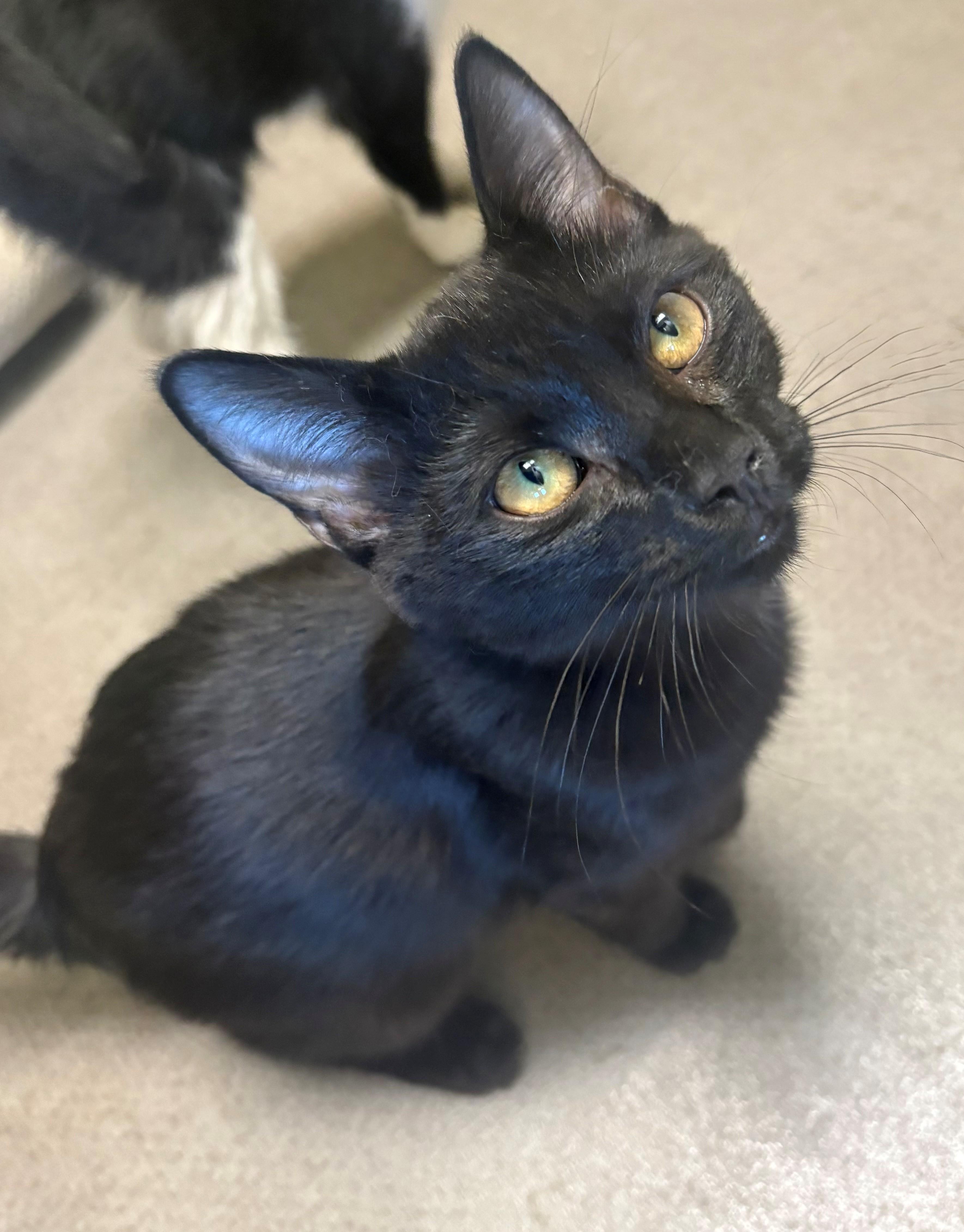 Viper, ADOPTABLE, Young Male Domestic Short Hair.