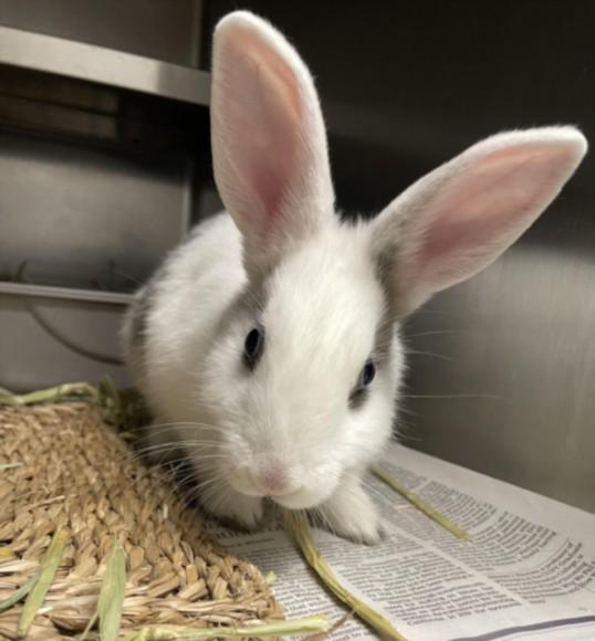 OLYMPUS, Adoptable, Young Male Bunny Rabbit.