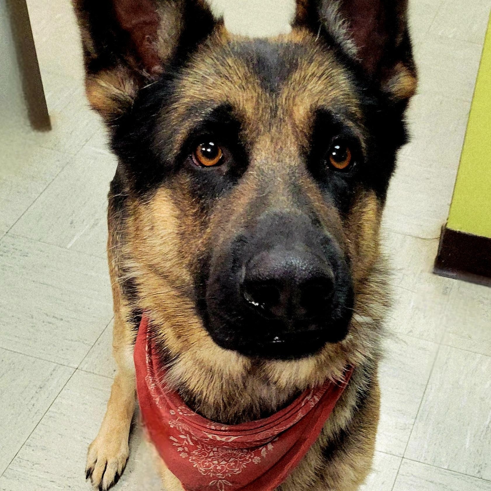 Enlarge Pebble, a Adopted German Shepherd Dog in Lincoln, IL image 1/2