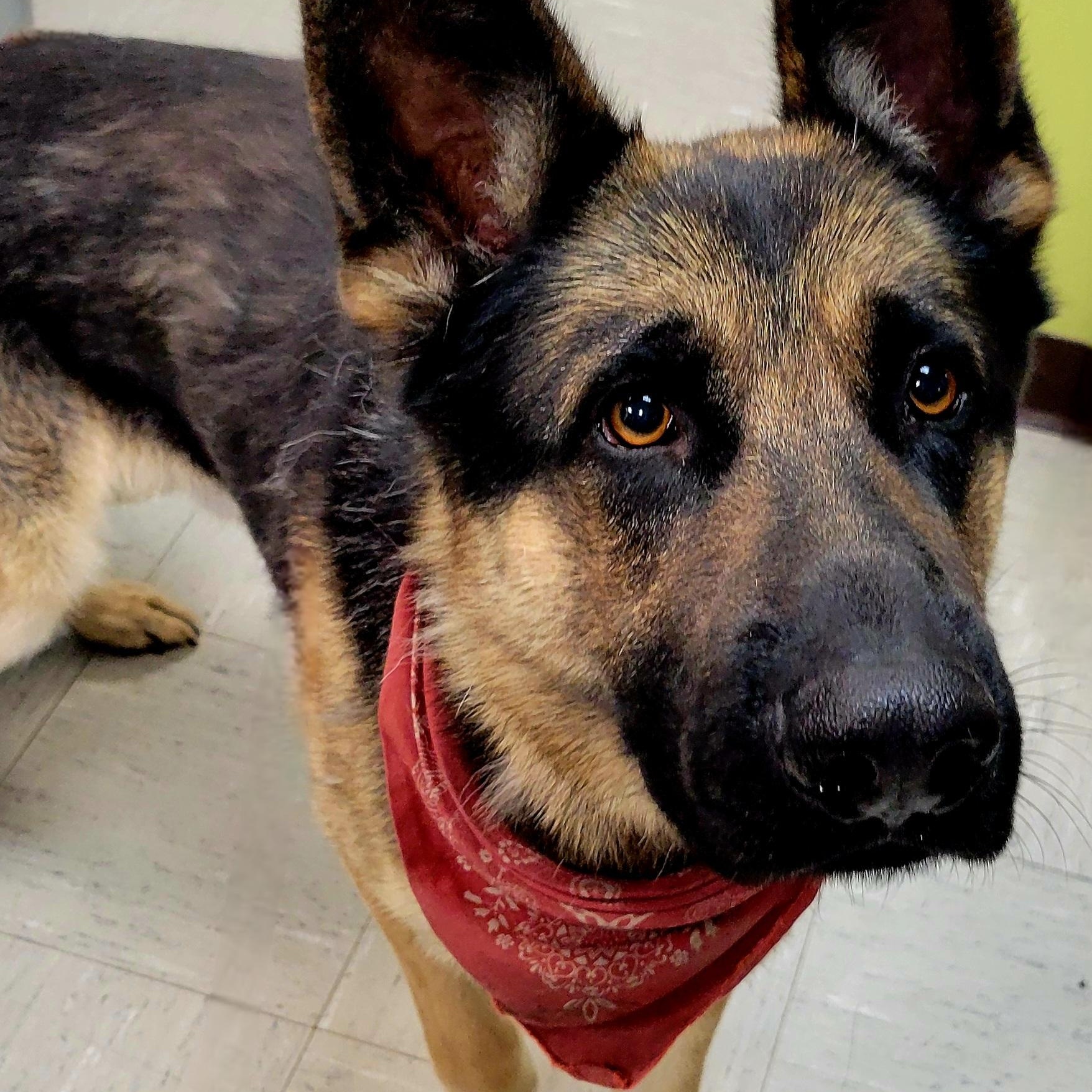 Enlarge Pebble, a Adopted German Shepherd Dog in Lincoln, IL image 2/2