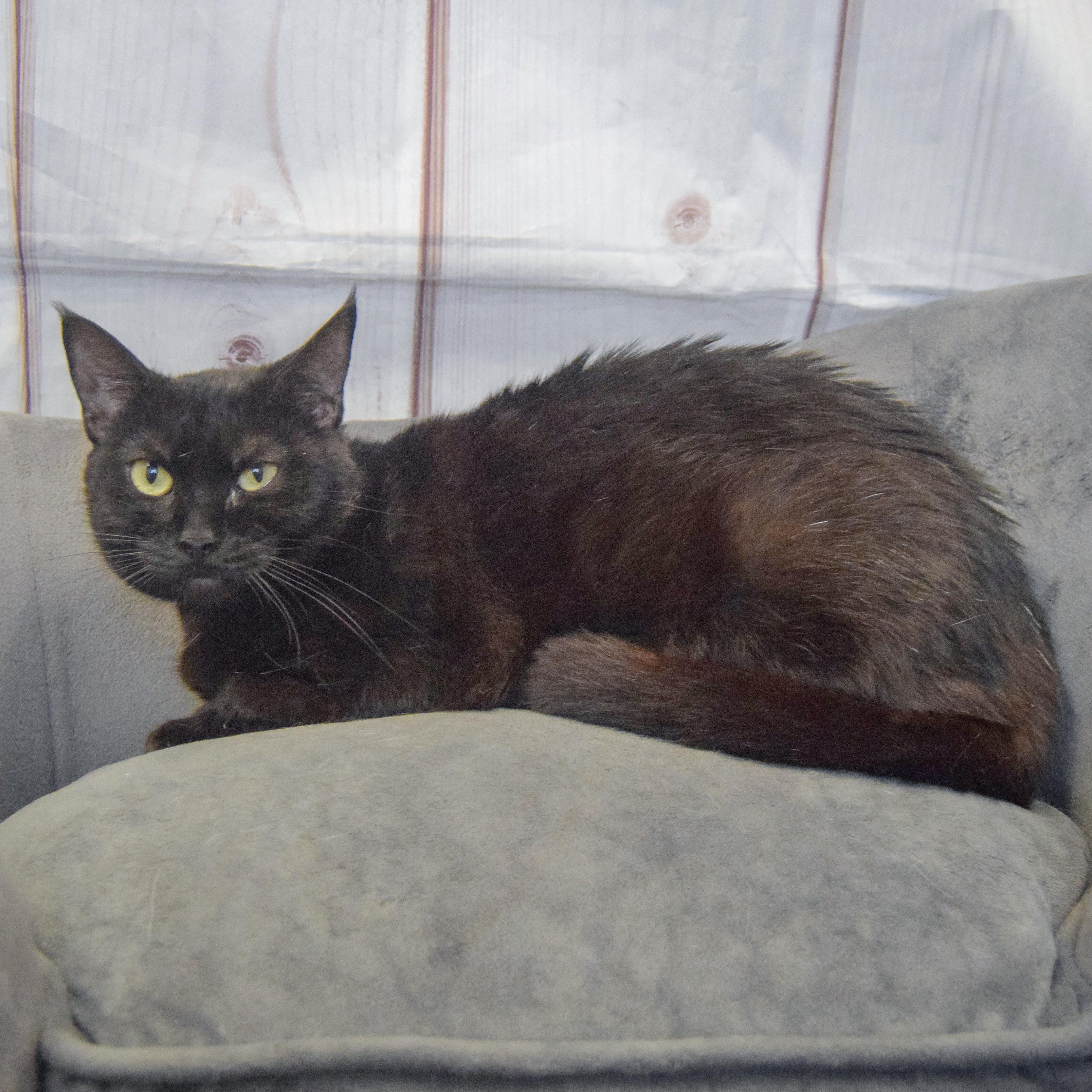 Enlarge Mina, a Adopted mixed breed in Huntley, IL image 3/3