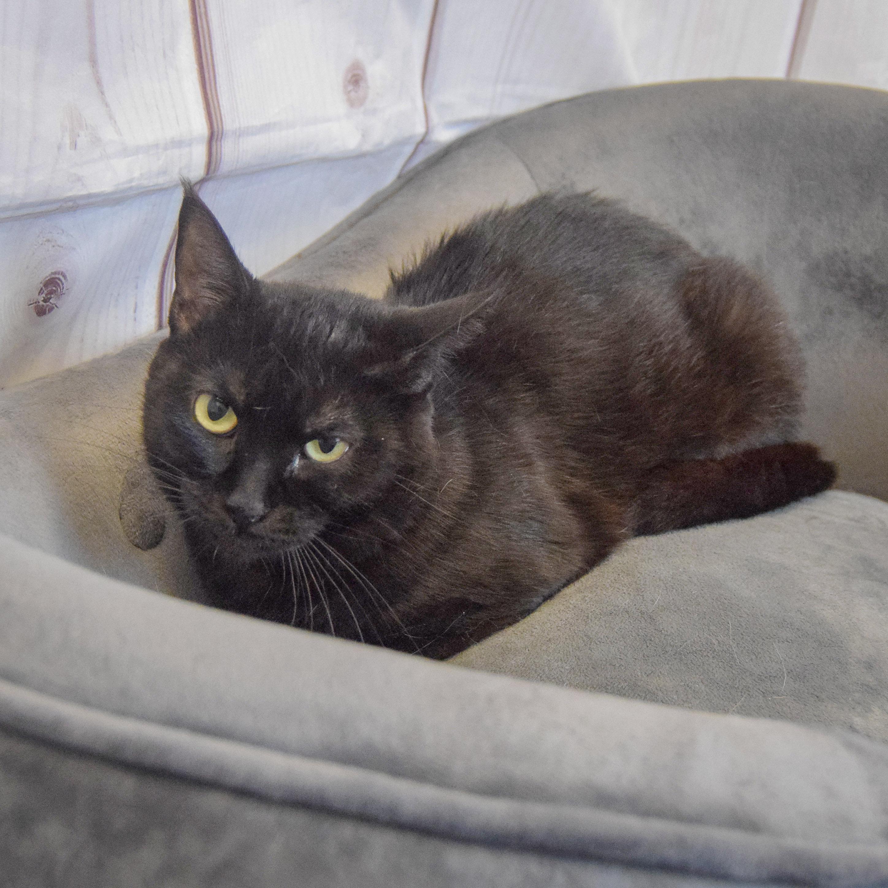 Enlarge Mina, a Adopted mixed breed in Huntley, IL image 2/3