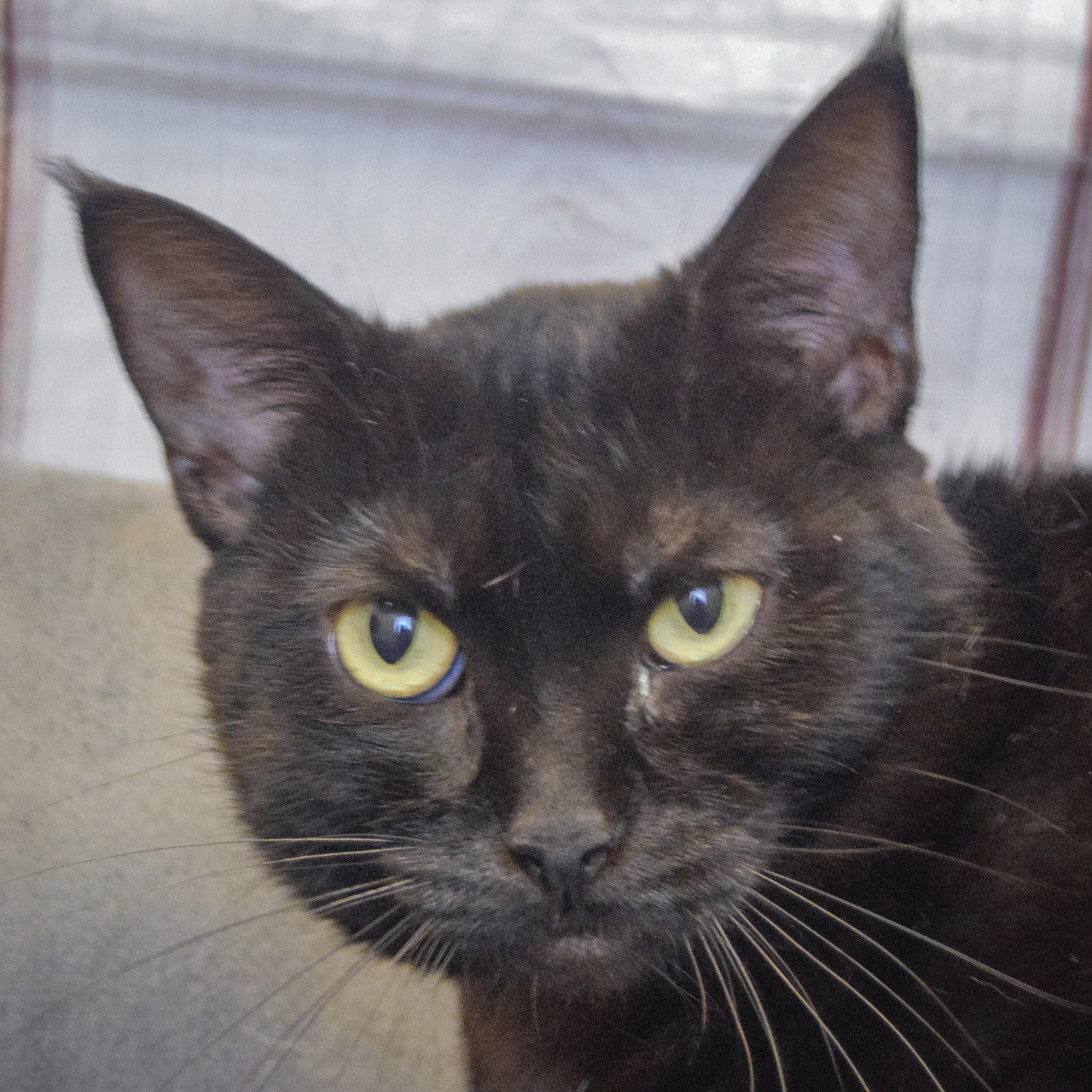 Mina, Adopted, Young Female Bombay & Domestic Short Hair.