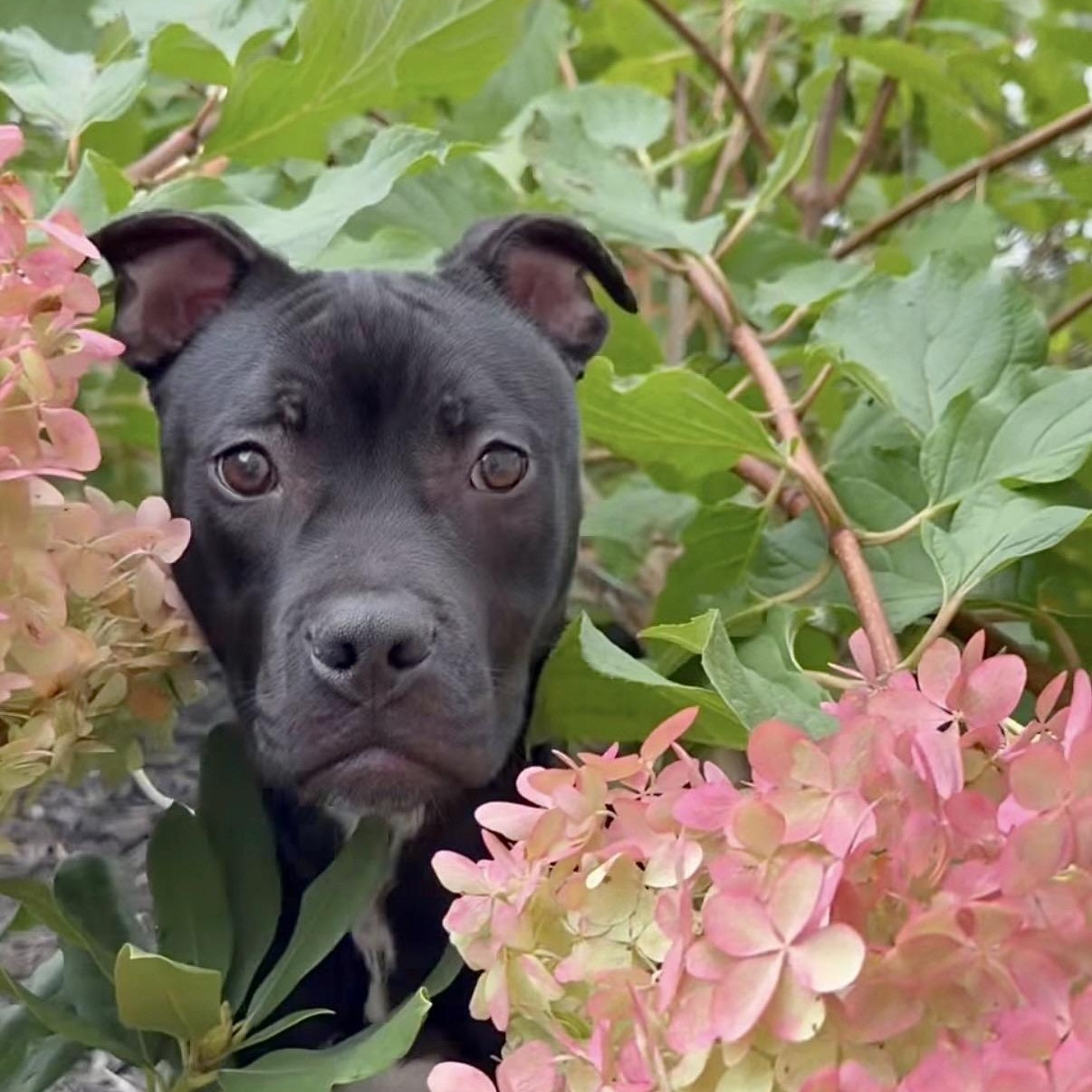 Enlarge Ivy, a Adoptable Pit Bull Terrier in Westchester, IL image 4/6