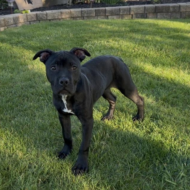 Ivy, a ADOPTABLE Pit Bull Terrier in Westchester, IL image 4/5