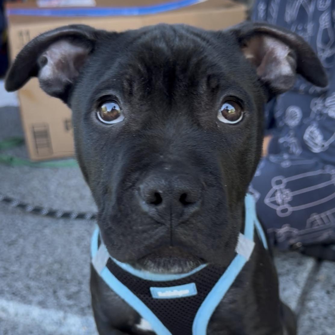 Ivy, a ADOPTABLE Pit Bull Terrier in Westchester, IL image 1/5