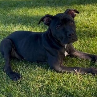 Ivy, a ADOPTABLE Pit Bull Terrier in Westchester, IL image 3/5