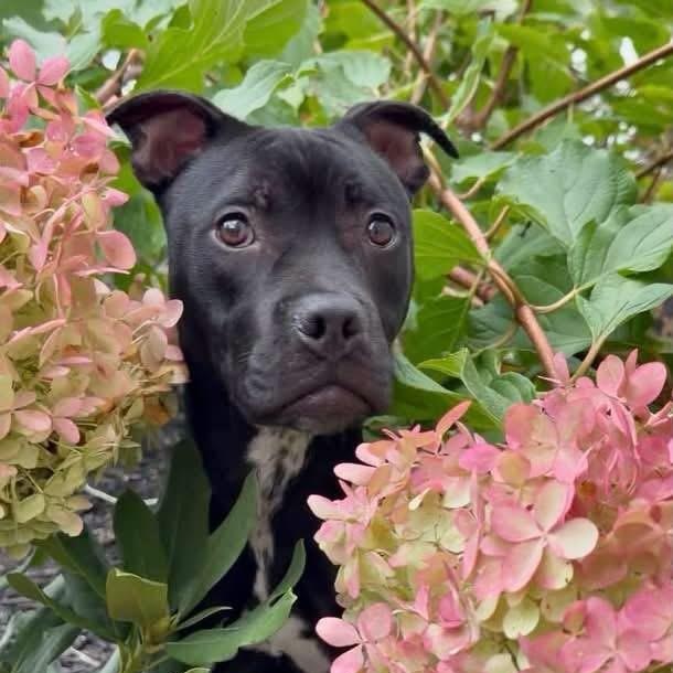 Ivy, Adoptable, Puppy Female Pit Bull Terrier.