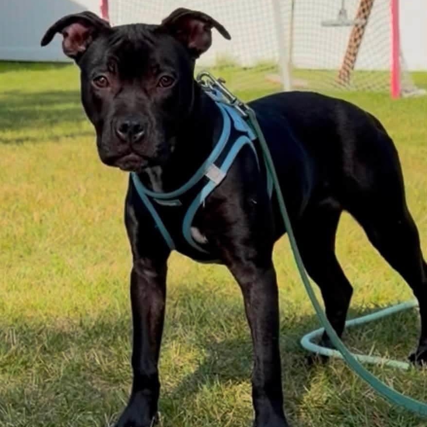 Enlarge Ivy, a Adoptable Pit Bull Terrier in Westchester, IL image 3/6
