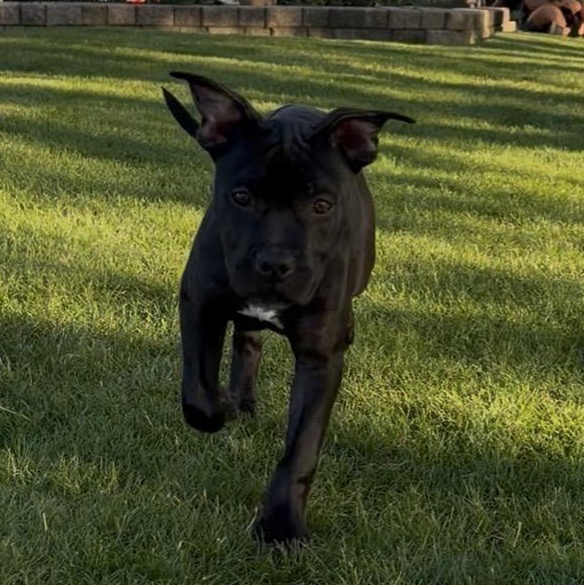 Ivy, a ADOPTABLE Pit Bull Terrier in Westchester, IL image 5/5
