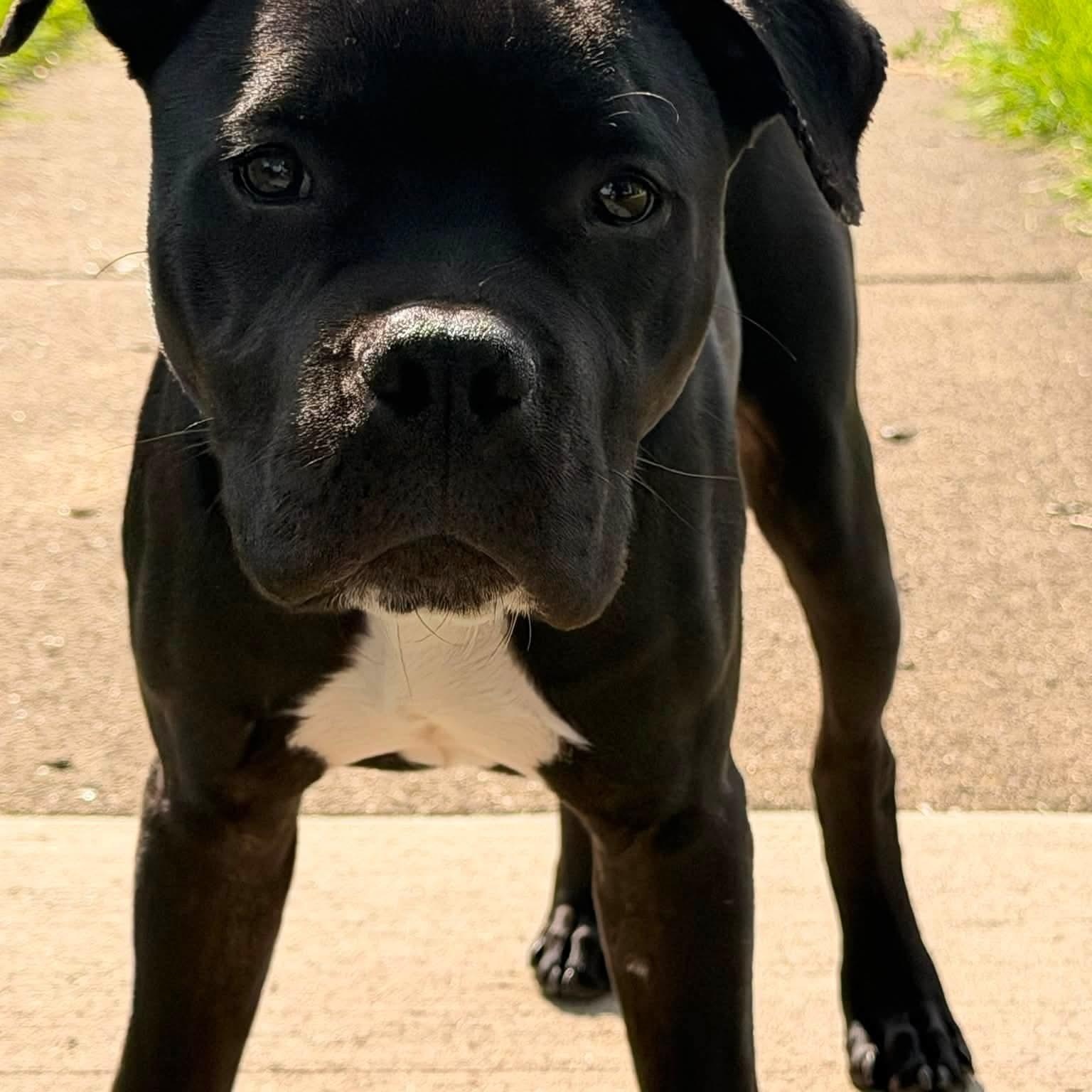 Enlarge Ivy, a Adoptable Pit Bull Terrier in Westchester, IL image 6/6