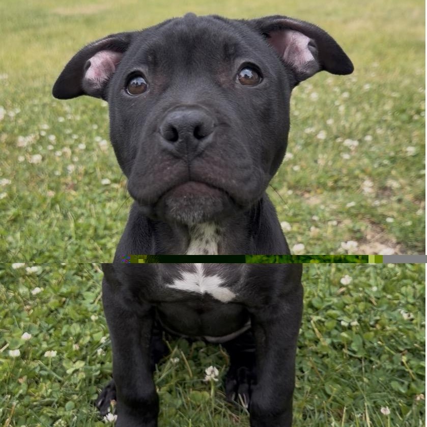 Ivy, a ADOPTABLE Pit Bull Terrier in Westchester, IL image 2/5