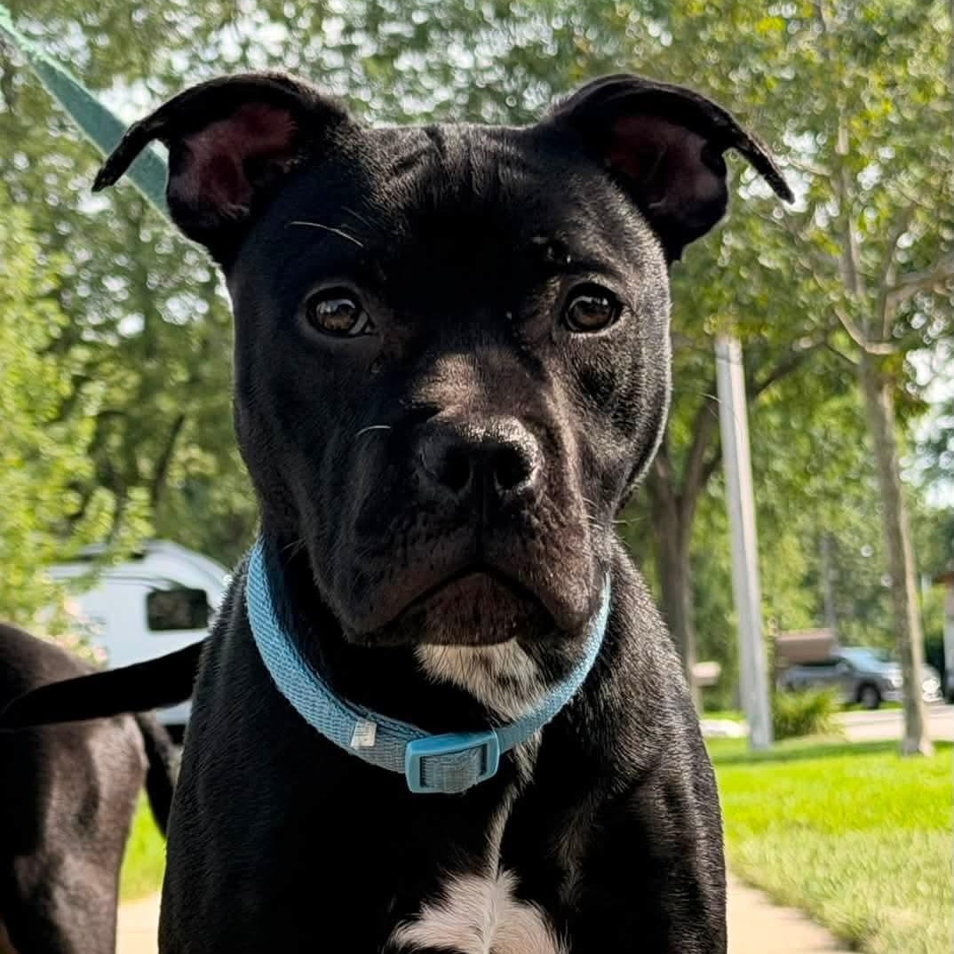 Enlarge Ivy, a Adoptable Pit Bull Terrier in Westchester, IL image 5/6