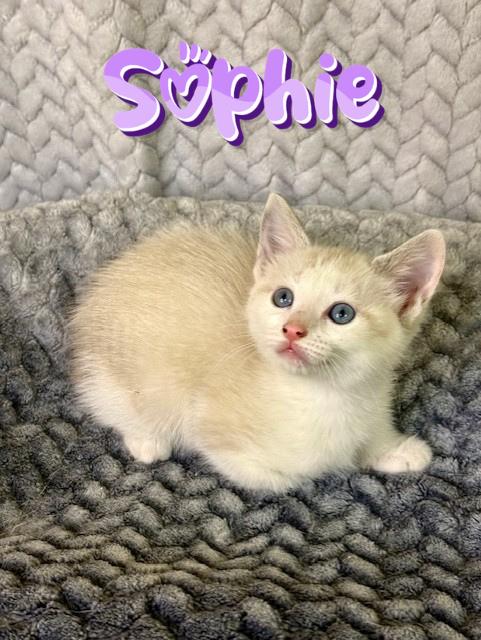 Enlarge Sophie , an adopted Siamese in Comfort, TX image 1/1