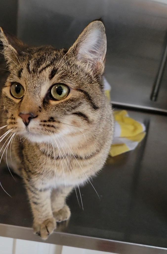 RICO, Adoptable, Kitten Male Domestic Short Hair.