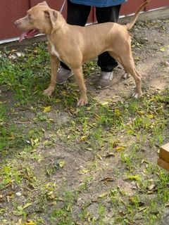 Enlarge Laura, a Adoptable American Staffordshire Terrier in Abingdon, VA image 2/3