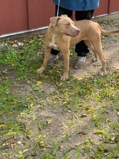 Enlarge Laura, a Adoptable American Staffordshire Terrier in Abingdon, VA image 3/3