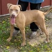 Enlarge Laura, a Adoptable American Staffordshire Terrier in Abingdon, VA image 1/3
