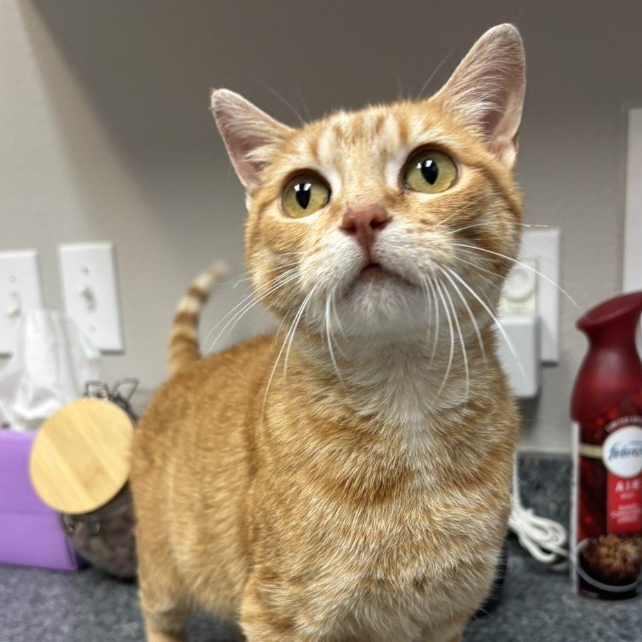 Enlarge Delta, a Adoptable Domestic Short Hair in Pardeeville, WI image 2/4