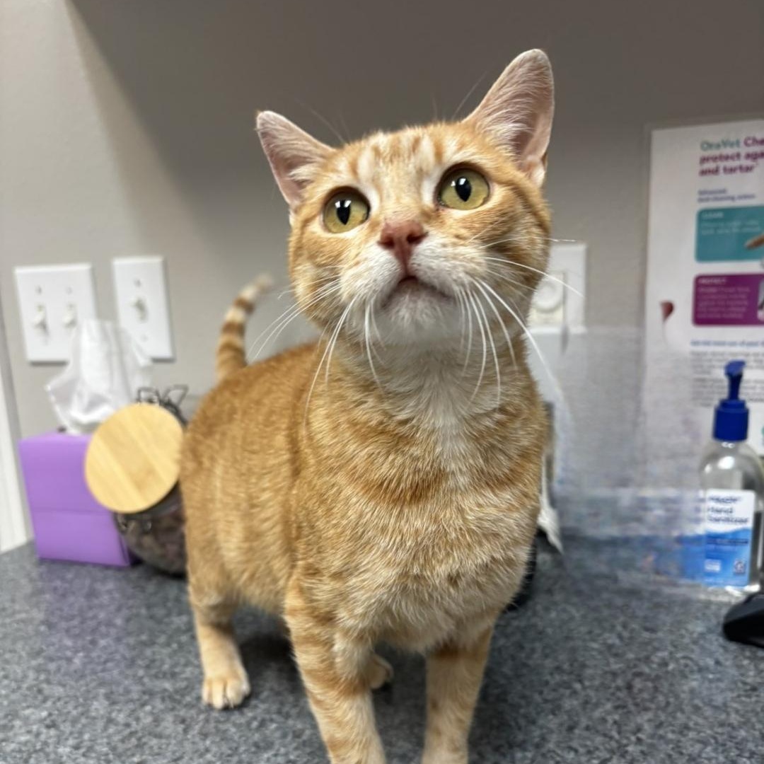 Enlarge Delta, a Adoptable Domestic Short Hair in Pardeeville, WI image 4/4