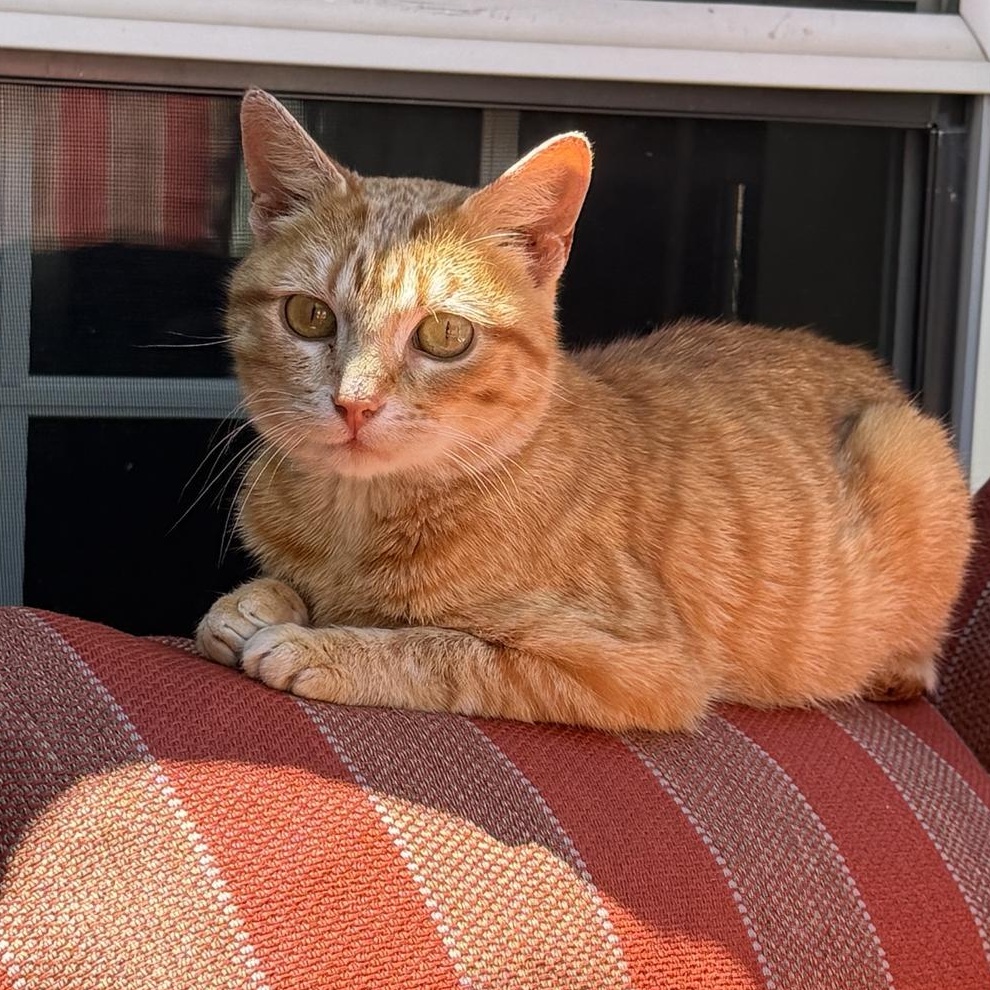 Delta, Adoptable, Adult Female Domestic Short Hair.