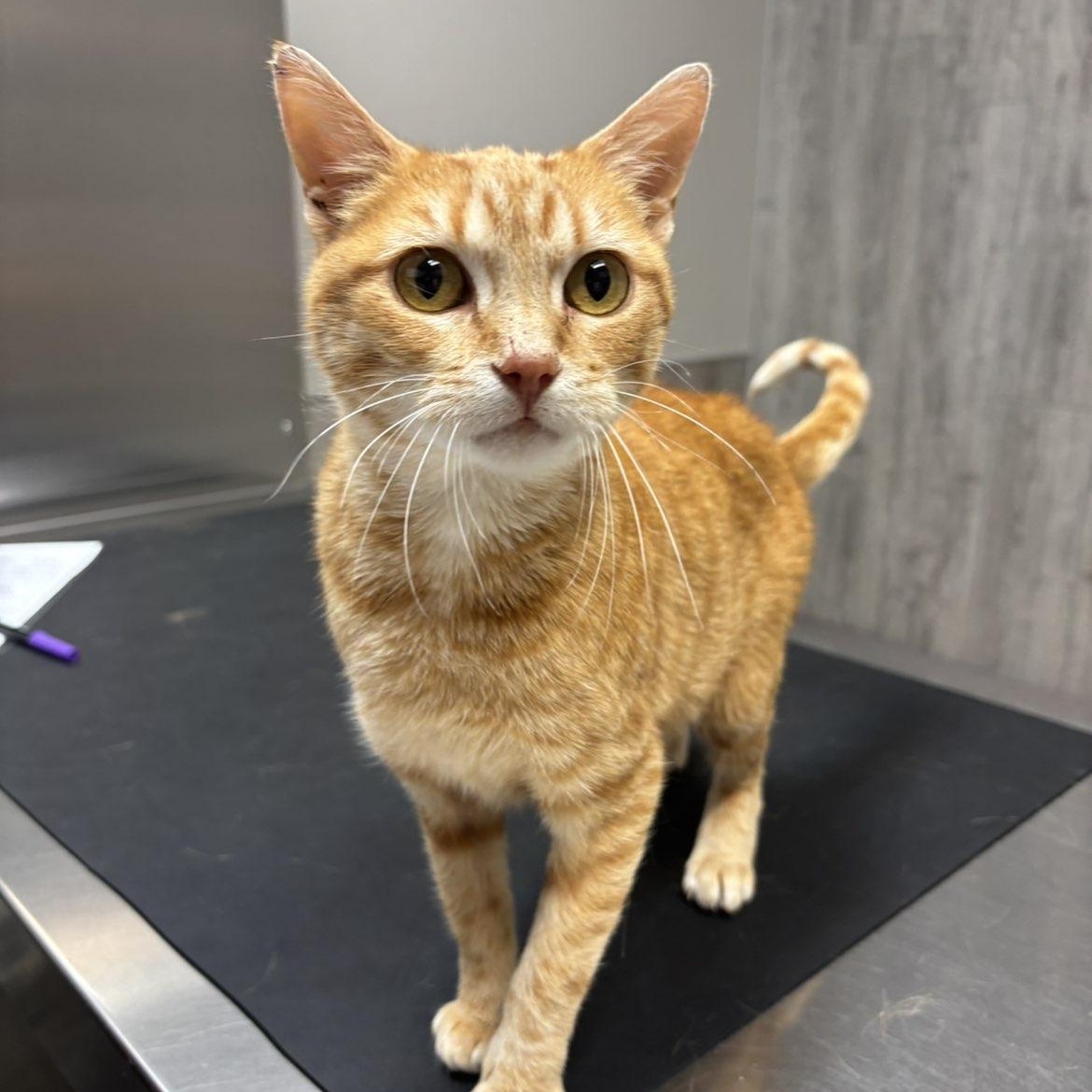 Enlarge Delta, a Adoptable Domestic Short Hair in Pardeeville, WI image 3/4