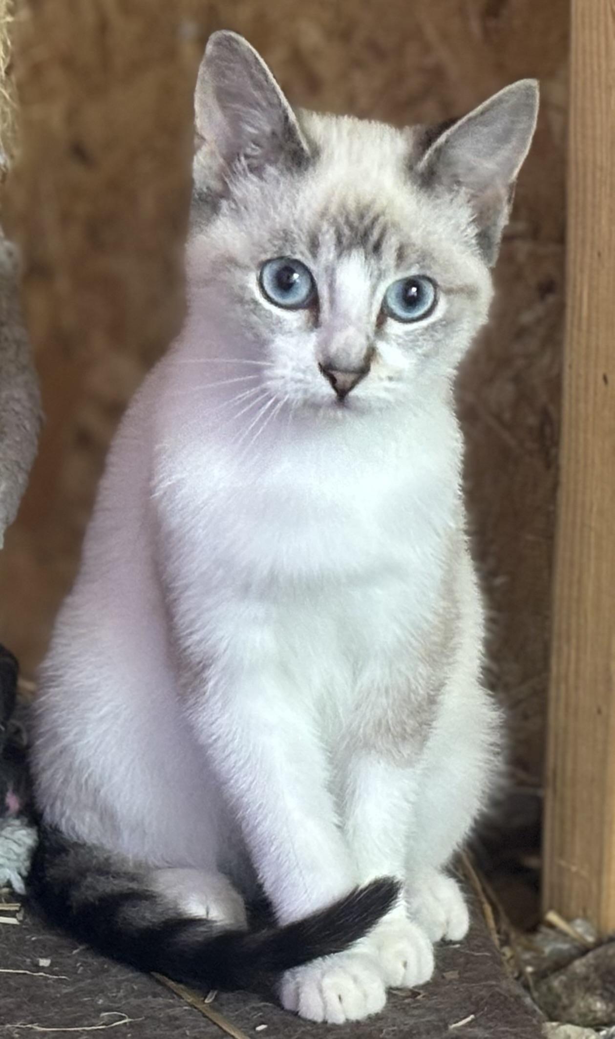 Enlarge Bun Bun, a Adopted Siamese in Melbourne, AR image 1/6